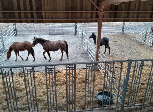 Chevaux au repos dans les paddocks couverts